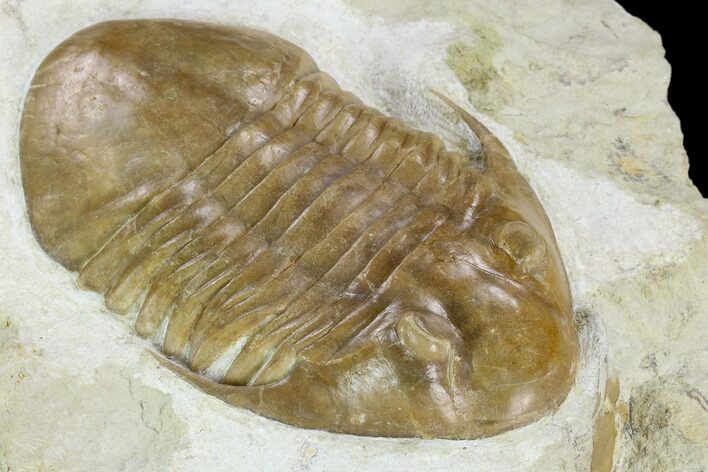 Asaphus Platyurus Trilobite - Russia #125509